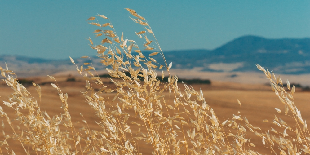 wojownik widzi górę, nie ziarno