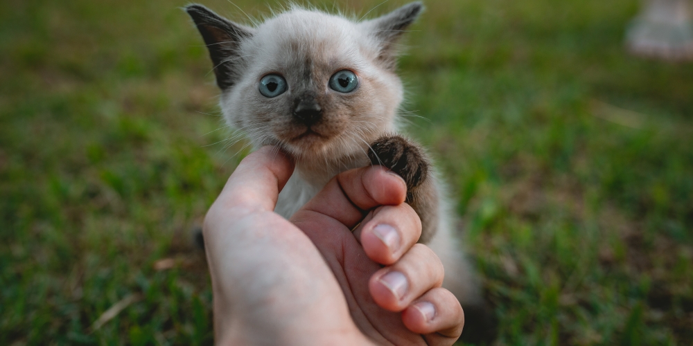 odpowiedzialność, guilherme-stecanella@unsplash.com, CC-0