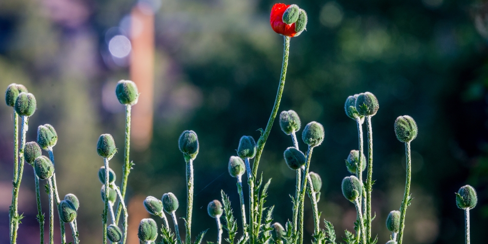 dojrzewanie, zdjęcie: andrea-reiman@unsplash.com, CC0