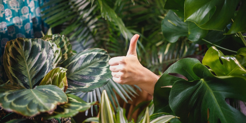 kciuk w górę - robisz to dobrze!