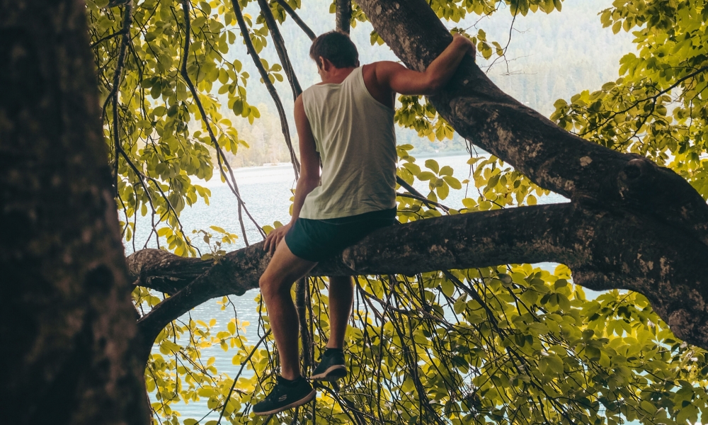 na drzewie, zdjęcie: cristina-gottardi-unsplash CC-0