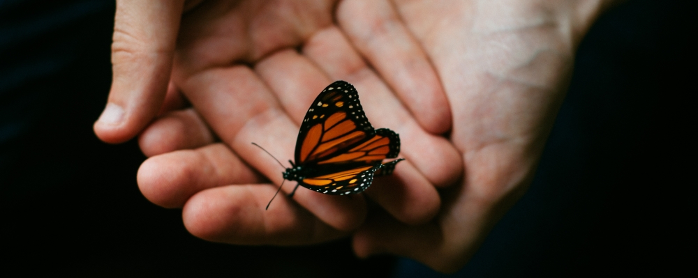 błogosławiąc, Bóg wykorzystuje efekt motyla, zdjęcie: MathiasReed@unsplash.com, CC-0