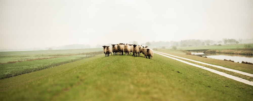 Jezus jest bramą owczarni, zdjęcie: pablo-heimplatz@unsplash.com CC-0