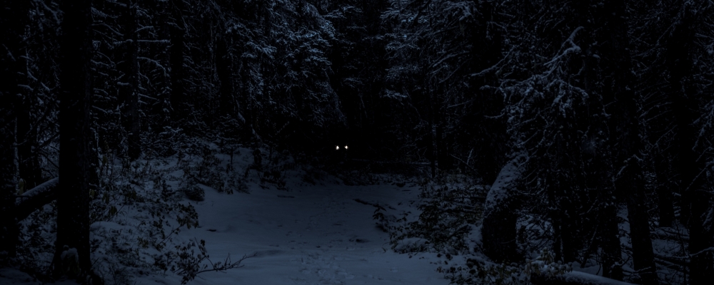 niepokoj owcy, zdjęcie: neil-rosenstech@unsplash.com, CC-0