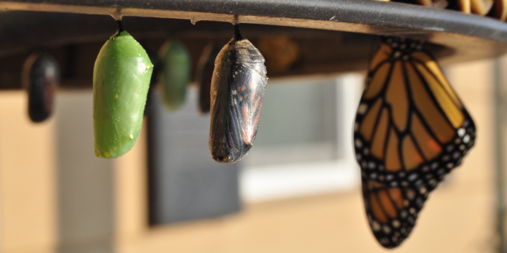 magia procesów, zdjęcie: suzanne-d-williams@unsplash.com, CC-0