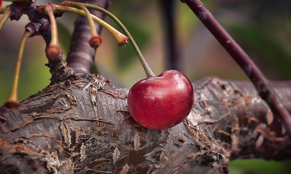 owoc drzewa, zdjęcie: robert-zunikoff@unsplash.com, cc-0