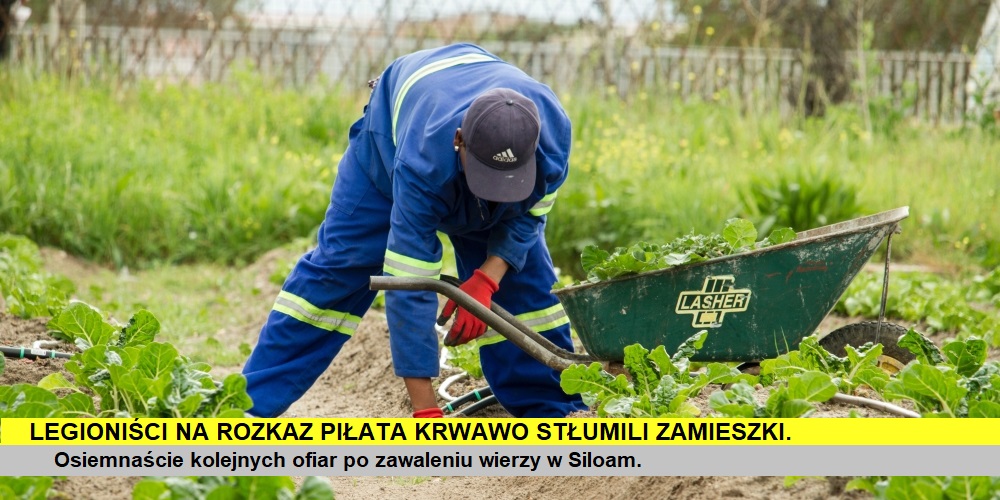 niemedialny ogrodnik, zdjęcie: anaya-katlego@unsplash.com, CC-0