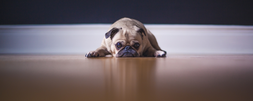 smutny pies, zdjęcie: matthew-henry@unsplash.com, CC-0